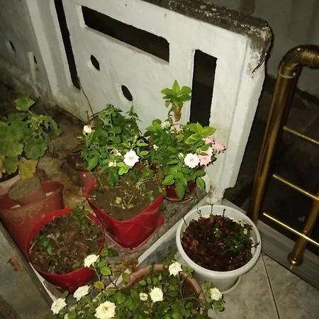 Frühstückspension Metohu Guest