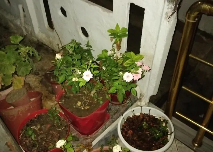 Frühstückspension Metohu Guest